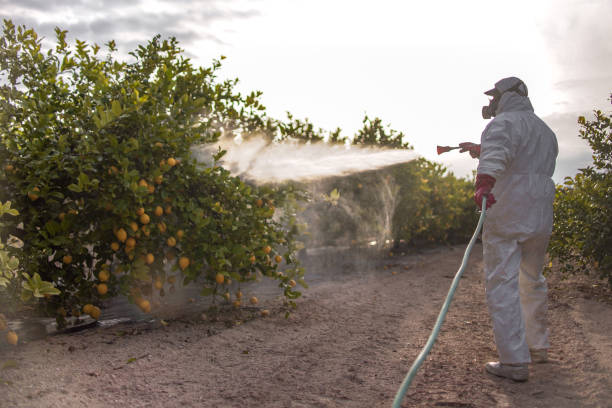 Best Bed Bug Extermination  in Taylor Lake Village, TX
