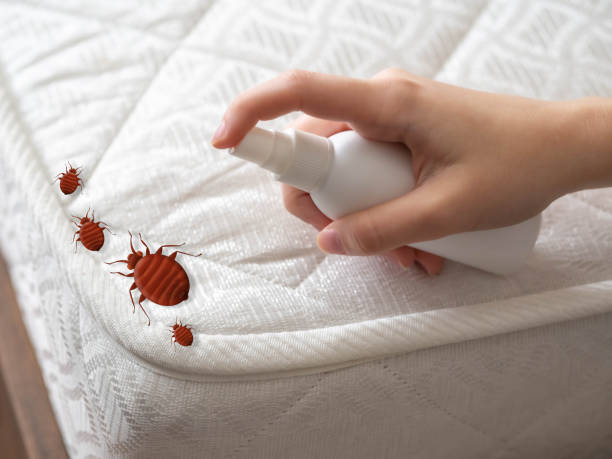 Best Affordable Pest Control Services  in Taylor Lake Village, TX